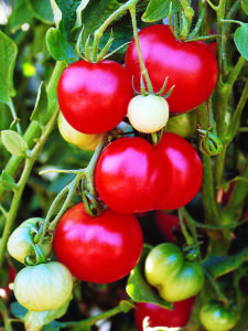 Red and green tomatoes